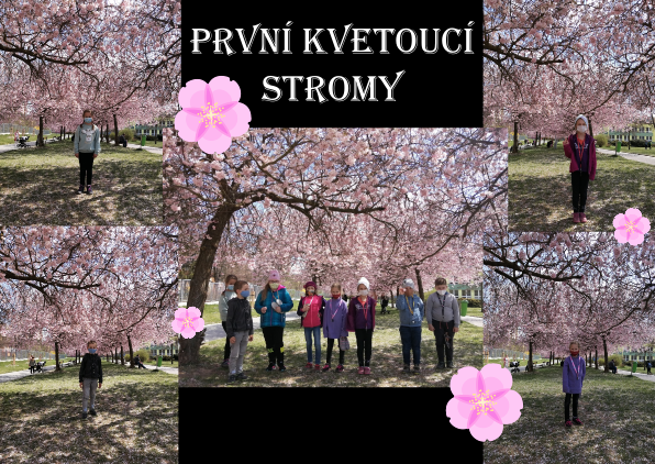 kvetoucí stromy